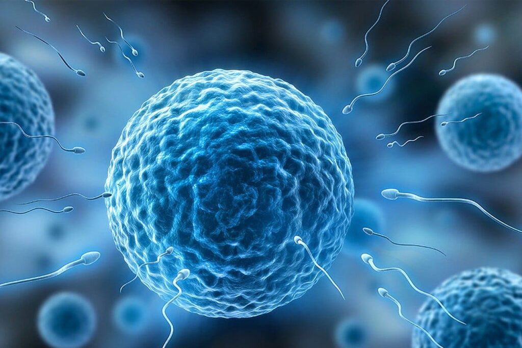 How to identify if your egg was fertilized